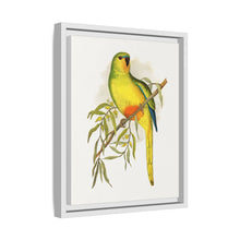 Orange-Bellied Parrakeet (Neophema chrysogaster) colored wood-engraved plate by Alexander Francis Lydon.
