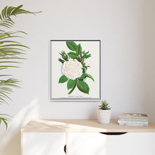 Rose, Perpetual White Moss lithograph. Digitally enhanced from our own original 1900 edition plates of Botanical Specimen published by Rochester Lithographing