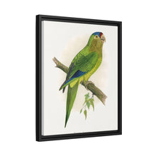 Petz's Conure (Aratinga canicularis) colored wood-engraved plate by Alexander Francis Lydon