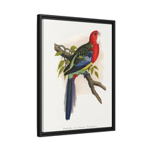 Rose-Hill or Rosella Parrakeet (Platycercus eximius) colored wood-engraved plate by Alexander Francis Lydon
