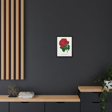 Red rose, American Beauty lithograph. Digitally enhanced from our own original 1900 edition plates of Botanical Specimen published by Rochester Lithographing