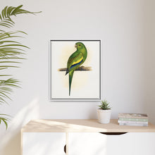 Canary-Winged Conure ( Brotogeris versicolurus) colored wood-engraved plate by Alexander Francis Lydon