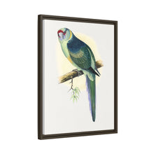 Barnard's Parrakeet (Barnardius barnardi) colored wood-engraved plate by Alexander Francis Lydon