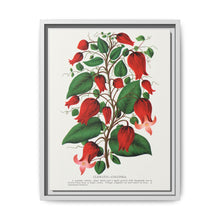 Prunus Triloba flower lithograph. Digitally enhanced from our own original 1900 edition plates of Botanical Specimen published by Rochester Lithographing - NOMADEN ART GALLERY