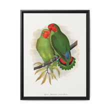 West African Love-Bird (Agapornis) colored wood-engraved plate by Alexander Francis Lydon. - NOMADEN ART GALLERY