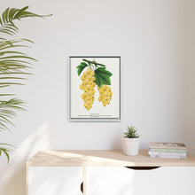 White Grape Lithograph | Vintage Botanical Wall Art Print