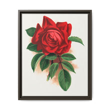 Red rose, Alfred Colomb lithograph. Digitally enhanced from our own original 1900 edition plates of Botanical Specimen published by Rochester Lithographing - NOMADEN ART GALLERY