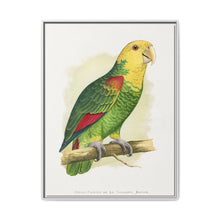 Double-Fronted or Le Vaillant's Amazon (Amazona oratrix) colored wood-engraved plate by Alexander Francis Lydon. - NOMADEN ART GALLERY