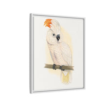 Great Salmon-Crested Cockatoo (CACATUA MOLUCCENSIS) colored wood-engraved plate by Alexander Francis Lydon.