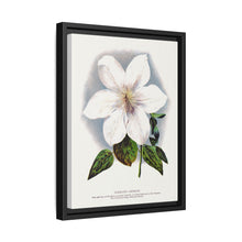 Clematis flower lithograph. Digitally enhanced from our own original 1900 edition plates of Botanical Specimen published by Rochester Lithographing