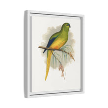 Elegant Parrakeet (Neophema elegans) colored wood-engraved plate by Alexander Francis Lydon