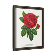 Red rose, General Jacquemont flower lithograph. Digitally enhanced from our own original 1900 edition plates of Botanical Specimen published by Rochester Lithographing