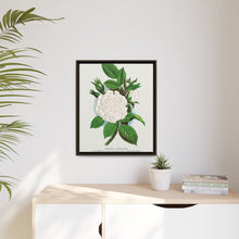 Rose, Perpetual White Moss lithograph. Digitally enhanced from our own original 1900 edition plates of Botanical Specimen published by Rochester Lithographing