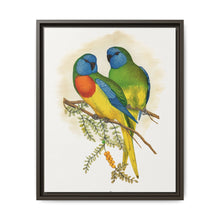 Splendid Parrakeet (Neophema splendida) colored wood-engraved plate by Alexander Francis Lydon - NOMADEN ART GALLERY