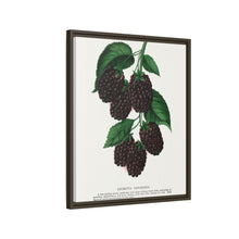 Lucretia Dewberry lithograph. Digitally enhanced from our own original 1900 edition plates of Botanical Specimen published by Rochester Lithographing