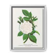 Rose, Perpetual White Moss lithograph. Digitally enhanced from our own original 1900 edition plates of Botanical Specimen published by Rochester Lithographing - NOMADEN ART GALLERY