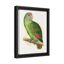 Dufresne's Amazon (Amazona dufresniana) colored wood-engraved plate by Alexander Francis Lydon - NOMADEN ART GALLERY