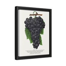Early Ohio grape lithograph. Digitally enhanced from our own original 1900 edition plates of Botanical Specimen published by Rochester Lithographing - NOMADEN ART GALLERY