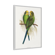 Budgerigar (Melopsittacus undulatus) colored wood-engraved plate by Alexander Francis Lydon