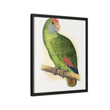 Dufresne's Amazon (Amazona dufresniana) colored wood-engraved plate by Alexander Francis Lydon
