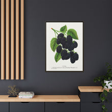 Snyder Blackberry lithograph from Botanical Specimen published by Rochester Lithographing