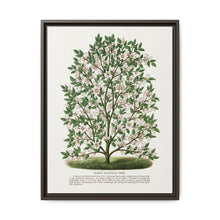 Hardy Magnolia tree lithograph. Digitally enhanced from our own original 1900 edition plates of Botanical Specimen published by Rochester Lithographing - NOMADEN ART GALLERY