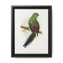 Blood or Red-Rumped Parrakeet (Psephotus haematonotus) colored wood-engraved plate by Alexander Francis Lydon - NOMADEN ART GALLERY