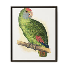 Dufresne's Amazon (Amazona dufresniana) colored wood-engraved plate by Alexander Francis Lydon - NOMADEN ART GALLERY