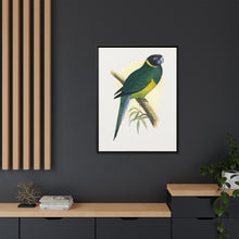 Bauer's Parrakeet (Barnardius zonarius) colored wood-engraved plate by Alexander Francis Lydon.