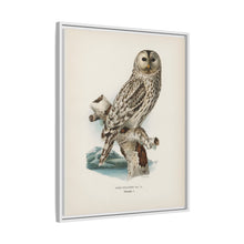 Strix uralensis ♀ illustrated by the von Wright brothers from our own 1929 folio version of Svenska Fåglar Efter Naturen Och Pa Sten Ritade - NOMADEN ART GALLERY