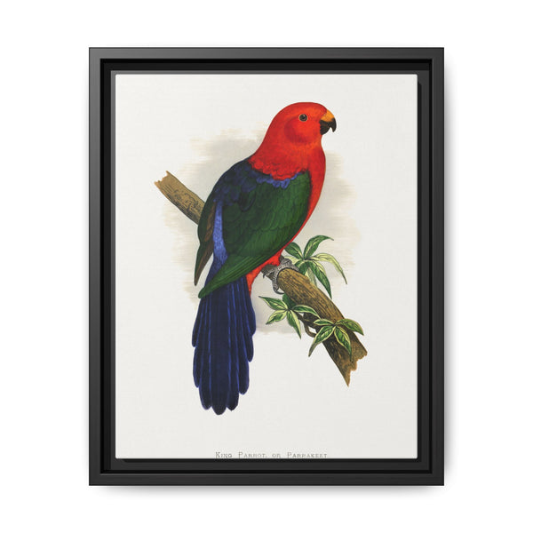 King Parrot (Alisterus scapularis) colored wood-engraved plate by Alexander Francis Lydon - NOMADEN ART GALLERY