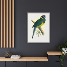 Bauer's Parrakeet (Barnardius zonarius) colored wood-engraved plate by Alexander Francis Lydon.
