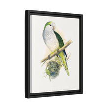 Quaker or Grey-breasted Parrakeet (Myiopsitta monachus) colored wood-engraved plate by Alexander Francis Lydon