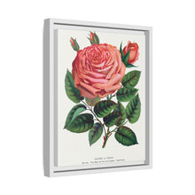 Pink rose, Glorie de Dijon lithograph. Digitally enhanced from our own original 1900 edition plates of Botanical Specimen published by Rochester Lithographing