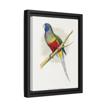 Blue Bonnet Parrakeet (Northiella haematogaster) colored wood-engraved plate by Alexander Francis Lydon. - NOMADEN ART GALLERY
