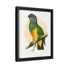 Senegal Parrot (Poicephalus senegalus) colored wood-engraved plate by Alexander Francis Lydon. - NOMADEN ART GALLERY