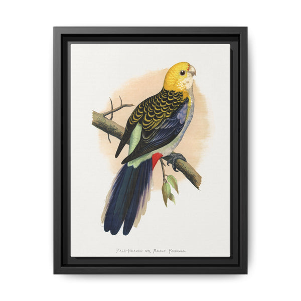 Pale-Headed or Mealy Rosella (Platycercus adscitus) colored wood-engraved plate by Alexander Francis Lydon. - NOMADEN ART GALLERY