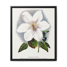 Clematis flower lithograph. Digitally enhanced from our own original 1900 edition plates of Botanical Specimen published by Rochester Lithographing - NOMADEN ART GALLERY