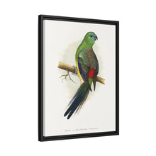 Blood or Red-Rumped Parrakeet (Psephotus haematonotus) colored wood-engraved plate by Alexander Francis Lydon