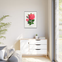 Pink rose, Anna De Diesbach lithograph. Digitally enhanced from our own original 1900 edition plates of Botanical Specimen published by Rochester Lithographing