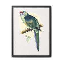 Barnard's Parrakeet (Barnardius barnardi) colored wood-engraved plate by Alexander Francis Lydon - NOMADEN ART GALLERY