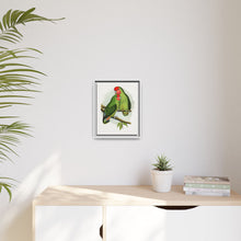 Rosy-Faced Love-Bird (Agapornis roseicollis) colored wood-engraved plate by Alexander Francis Lydon.