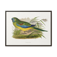 Turquoisine (Neophema pulchella) colored wood-engraved plate by Alexander Francis Lydon - NOMADEN ART GALLERY