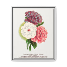 Double Althea in 3 colors lithograph. Digitally enhanced from our own original 1900 edition plates of Botanical Specimen published by Rochester Lithographing - NOMADEN ART GALLERY