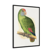 Dufresne's Amazon (Amazona dufresniana) colored wood-engraved plate by Alexander Francis Lydon