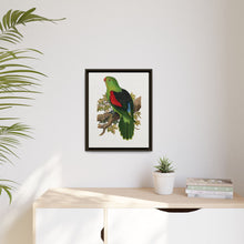 Red-winged parakeet (Aprosmictus erythropterus) colored wood-engraved plate by Alexander Francis Lydon