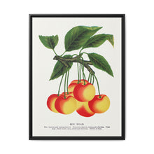 Gov Wood cherry lithograph. Digitally enhanced from our own original 1900 edition plates of Botanical Specimen published by Rochester Lithographing - NOMADEN ART GALLERY