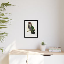 Hawk-Headed Parrot (Deroptyus accipitrinus) colored wood-engraved plate by Alexander Francis Lydon.