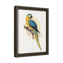 Blue and Yellow Macaw (Ara ararauna) colored wood-engraved plate by Alexander Francis Lydon