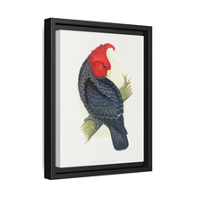 Gang-Gang Cockatoo (Callocephalon fimbriatum) colored wood-engraved plate by Alexander Francis Lydon - NOMADEN ART GALLERY